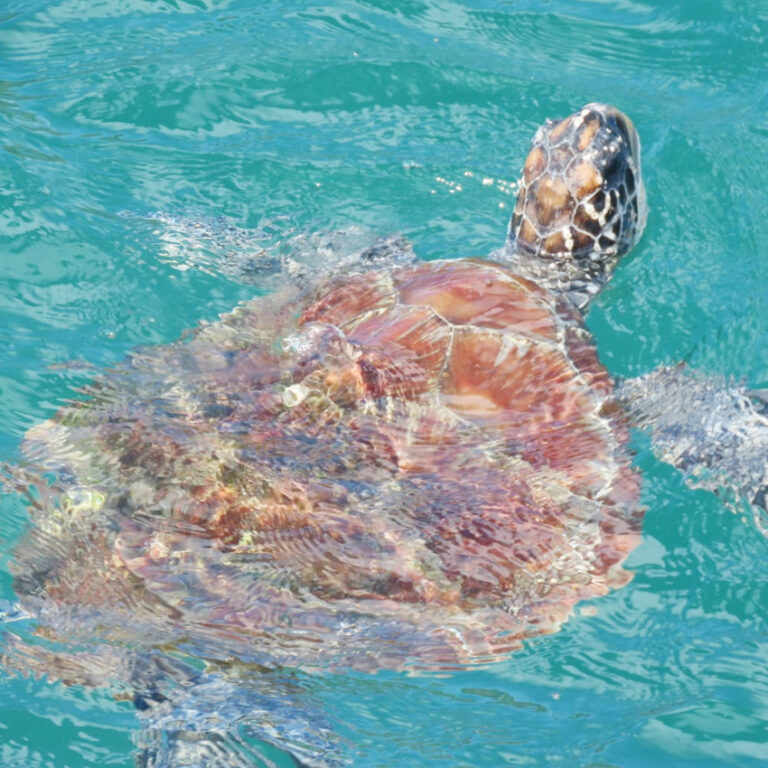 Standard Queen Pacific Motel Evans Head standard-queen-pacific-motel-evans-head